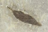 Three Fossil Leaves - Green River Formation, Utah #118007-2